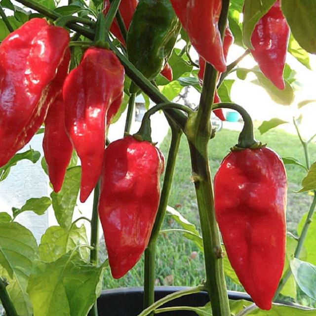 Extremely Spicy Chili Peppers from All Over the World, Devil's tongue Pepper, Red Savina, California