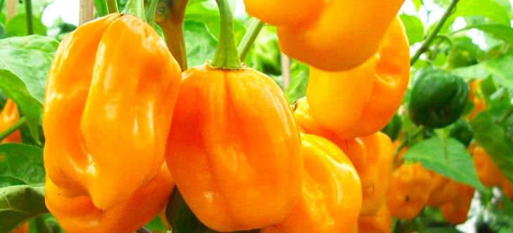Extremely Spicy Chili Peppers from All Over the World, Big Sun Habanero Pepper, United States, Mexico, Central Africa