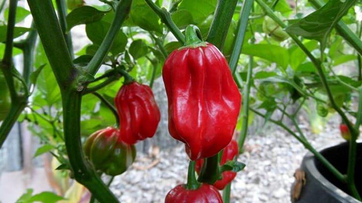 Extremely Spicy Chili Peppers from All Over the World, Aji Chombo, Fiery panamanian chili, Panama