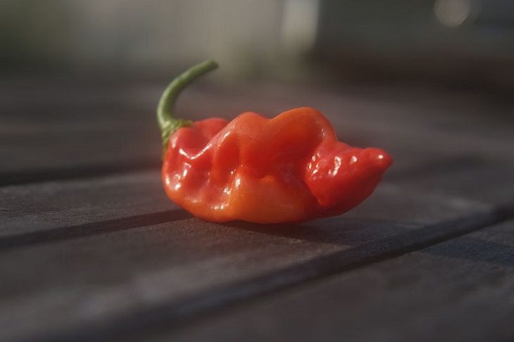 Extremely Spicy Chili Peppers from All Over the World, Datil Pepper, St. Augustine Pepper, Florida, United States