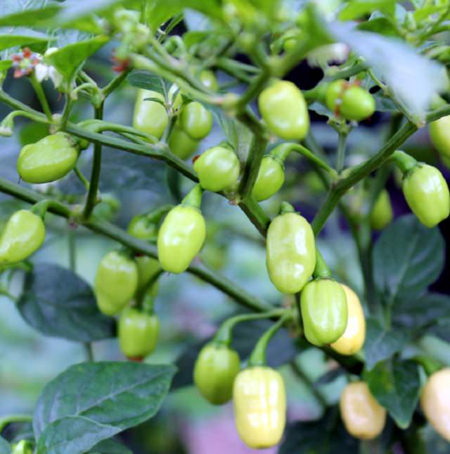 Extremely Spicy Chili Peppers from All Over the World, Peruvian White Habanero, Peru, South America