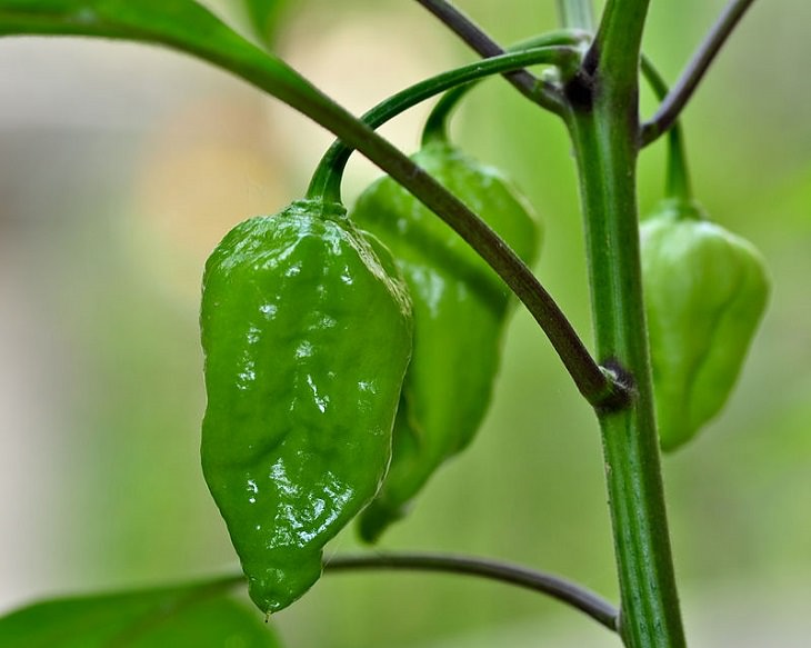 Extremely Spicy Chili Peppers from All Over the World, Naga Morich, Northern India, Bangladesh