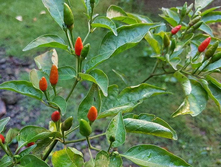 Extremely Spicy Chili Peppers from All Over the World, Siling Labuyo, Philippine Bird's Eye Chili