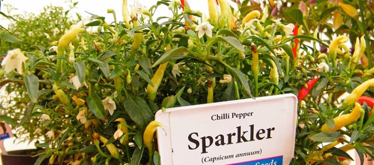 Extremely Spicy Chili Peppers from All Over the World, Sparkler Chili Pepper, accidental cross made in the UK