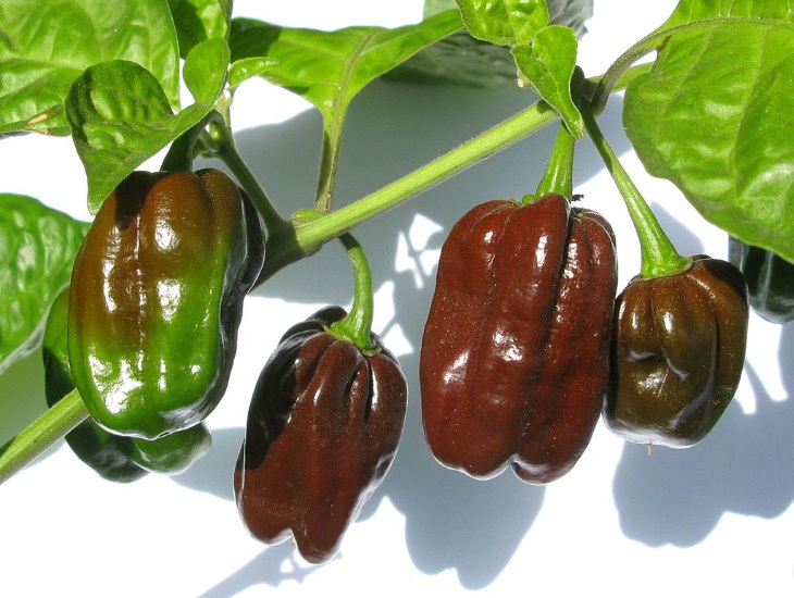 Extremely Spicy Chili Peppers from All Over the World, Chocolate Habanero, Caribbean,Jamaica, Senegal