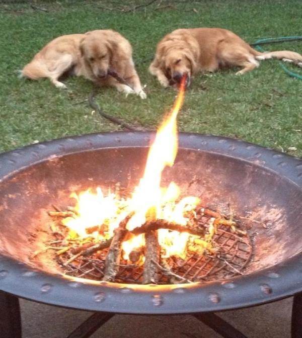 Perfectly-timed photographs, two dogs sit beside a barebuce grill with fire on the grill appearing as if fire is coming for one of the dog's mouths