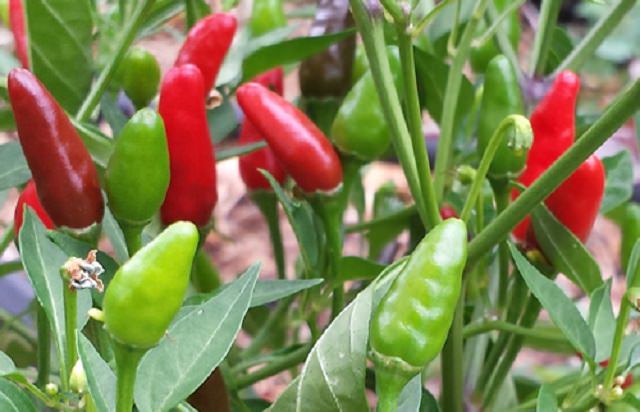 Extremely Spicy Chili Peppers from All Over the World, Zimbabwe Bird Chili, Piri Piri Chili, Africa