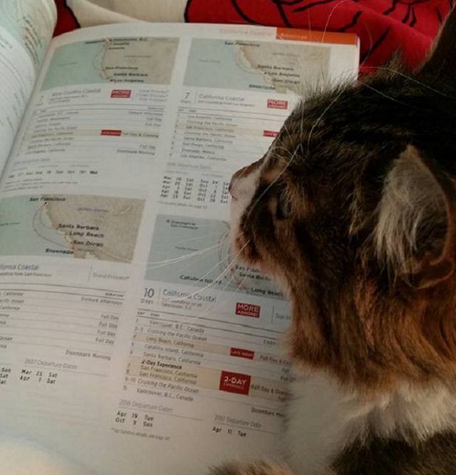Tips for making the most of your next cruise trip, perso =n reviewing their itinerary with a brown and white cat