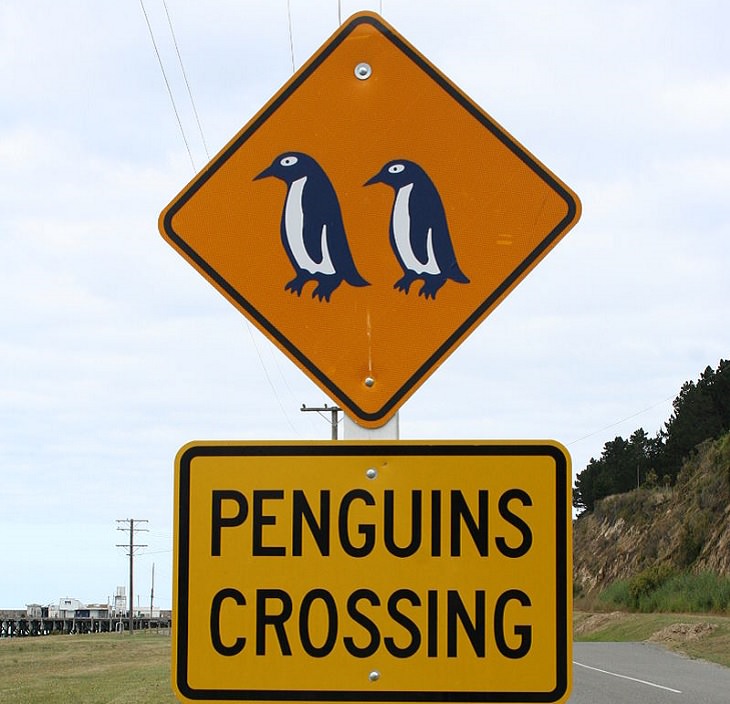 Funny warning and caution signs, warning sign with two penguins on top and the words penguin crossing below