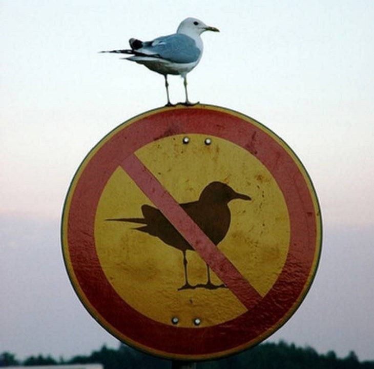 Funny warning and caution signs, a bird sitting on top of a sign with a picture of a bird and a line through it