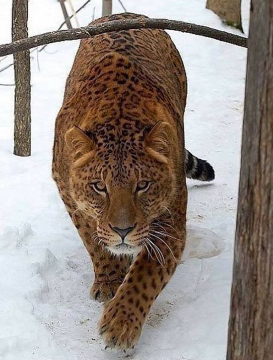 Interesting Things Only Found on Earth, Meet the latest ferocious feline, a Jaglion, which is what you get when a jaguar mates with a lioness