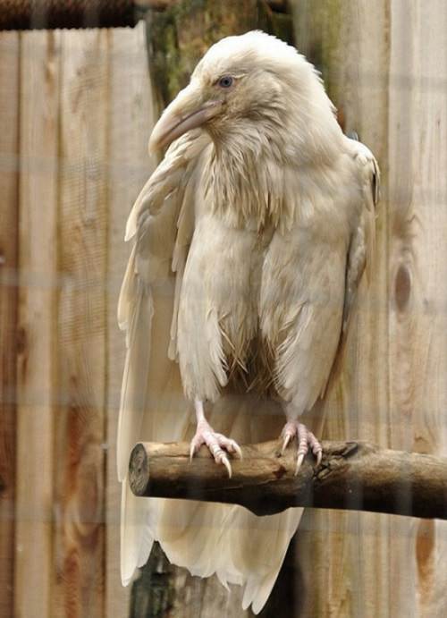 Interesting Things Only Found on Earth, An Albino Crow