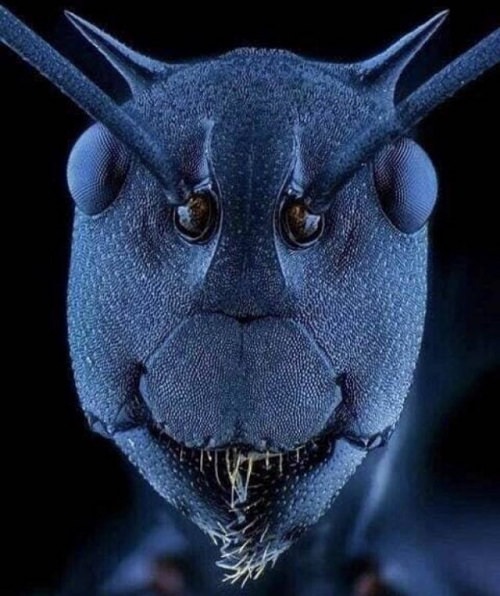 Interesting Things Only Found on Earth, what an ant’s face actually looks like when seen under an electron microscope