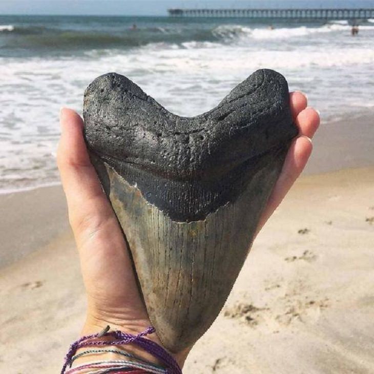 Interesting Things Only Found on Earth, This is the tooth of a Monster Megalodon, a species of shark that went extinct millions of years ago, found in more recent years off the coast of North Carolina