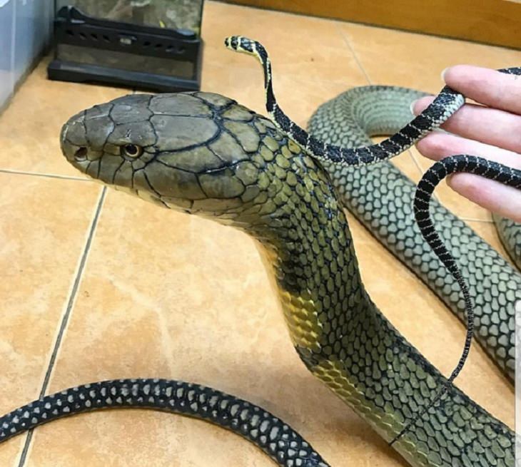 Interesting Things Only Found on Earth, A 3 Week old Southern Thai King Cobra, being held beside a 17-year-old Southern Thai King Cobra