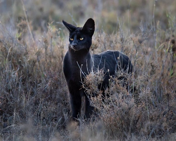 Interesting Things Only Found on Earth, the rare melanistic serval, black serval wild cat