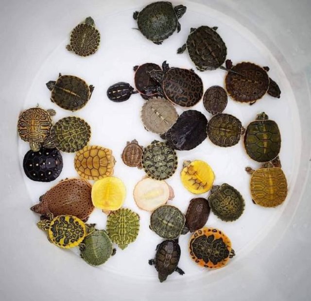 Interesting Things Only Found on Earth, A plethora of many different types of small turtles gathered in one place