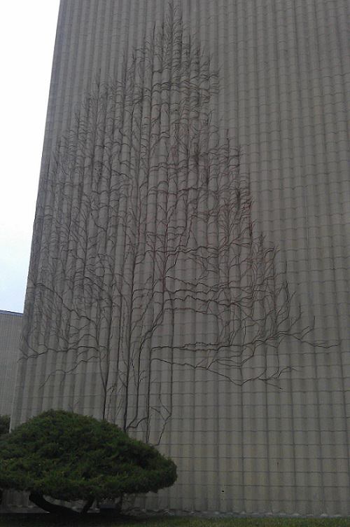 Interesting Things Only Found on Earth, Vines of Ivy grew onto this building forming the shape of a large tree