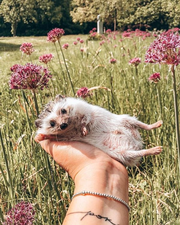 cute overload, adorable, nature, hedgehog, instagram, cat, dog, pictures, design and photography, Herbee