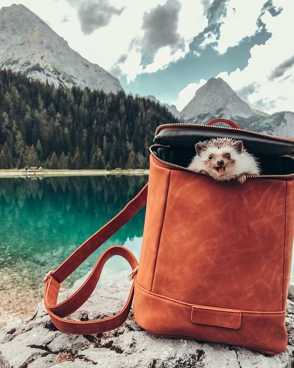 cute overload, adorable, nature, hedgehog, instagram, cat, dog, pictures, design and photography, Herbee