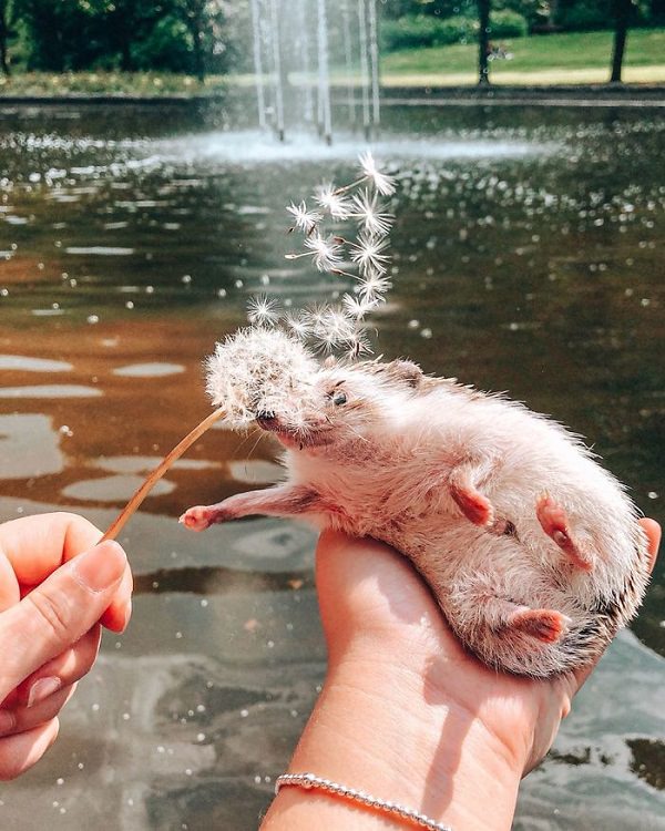 cute overload, adorable, nature, hedgehog, instagram, cat, dog, pictures, design and photography, Herbee