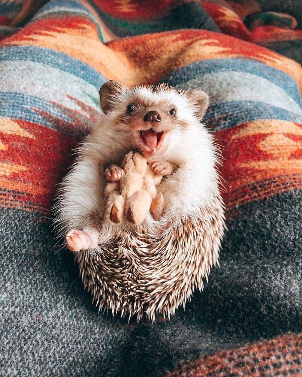 cute overload, adorable, nature, hedgehog, instagram, cat, dog, pictures, design and photography, Herbee