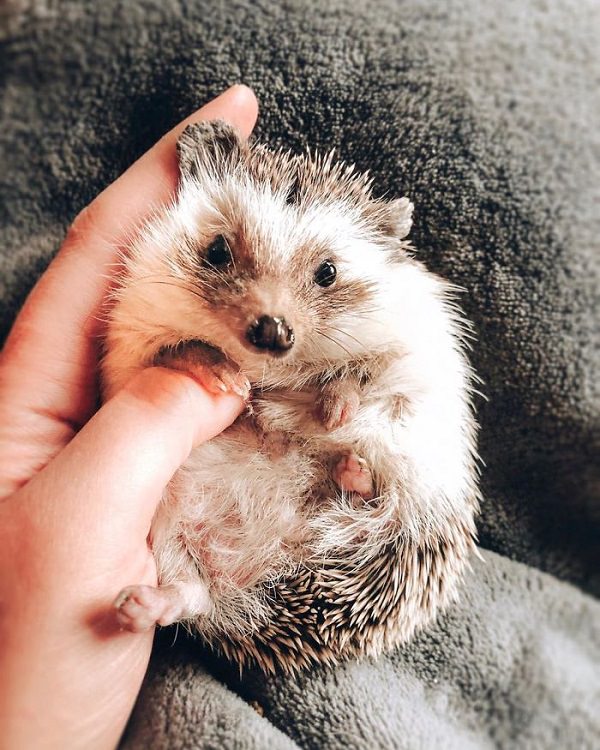 cute overload, adorable, nature, hedgehog, instagram, cat, dog, pictures, design and photography, Herbee