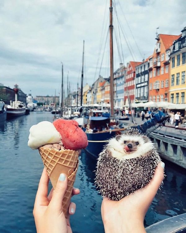 cute overload, adorable, nature, hedgehog, instagram, cat, dog, pictures, design and photography, Herbee