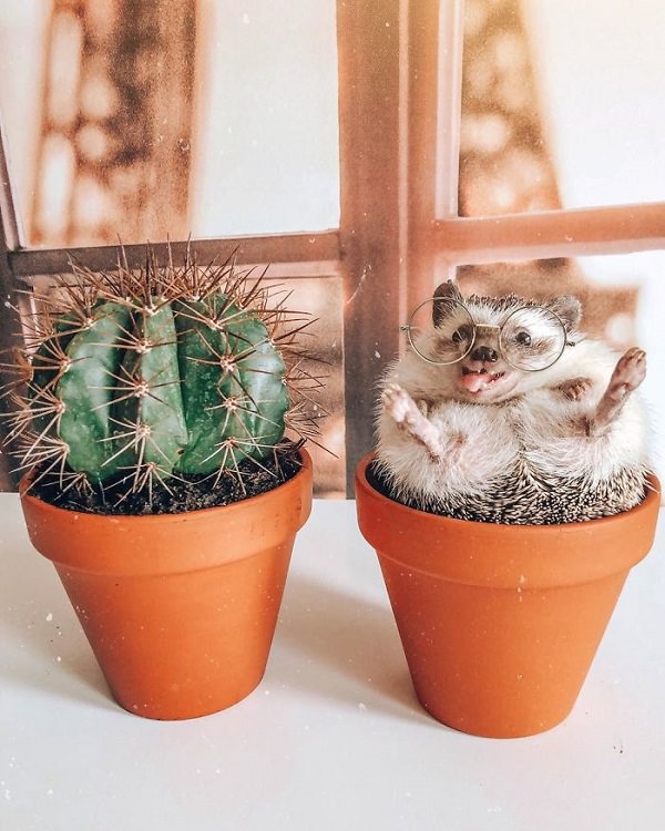 cute overload, adorable, nature, hedgehog, instagram, cat, dog, pictures, design and photography, Herbee