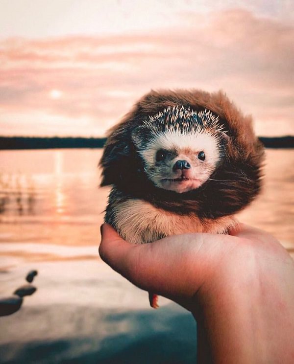 cute overload, adorable, nature, hedgehog, instagram, cat, dog, pictures, design and photography, Herbee