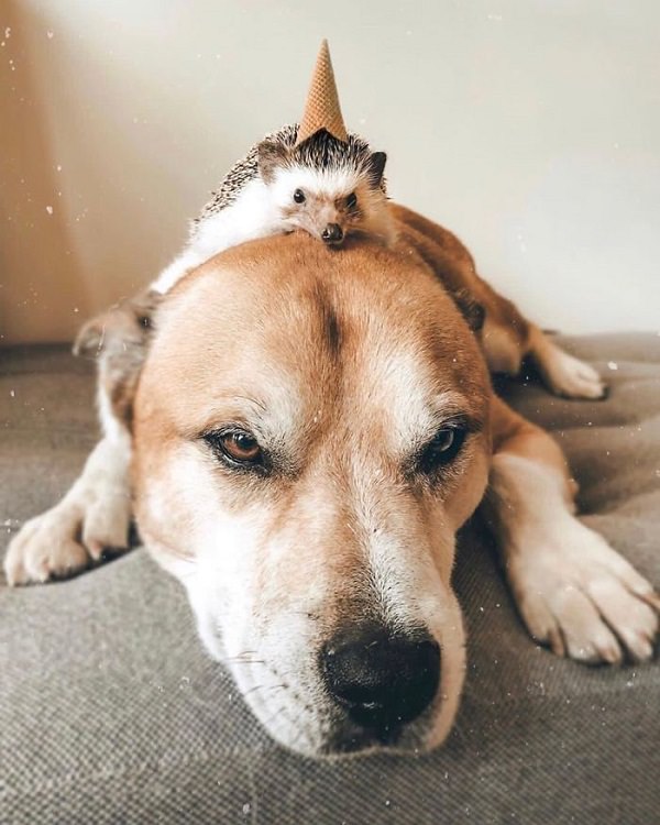 cute overload, adorable, nature, hedgehog, instagram, cat, dog, pictures, design and photography, Herbee