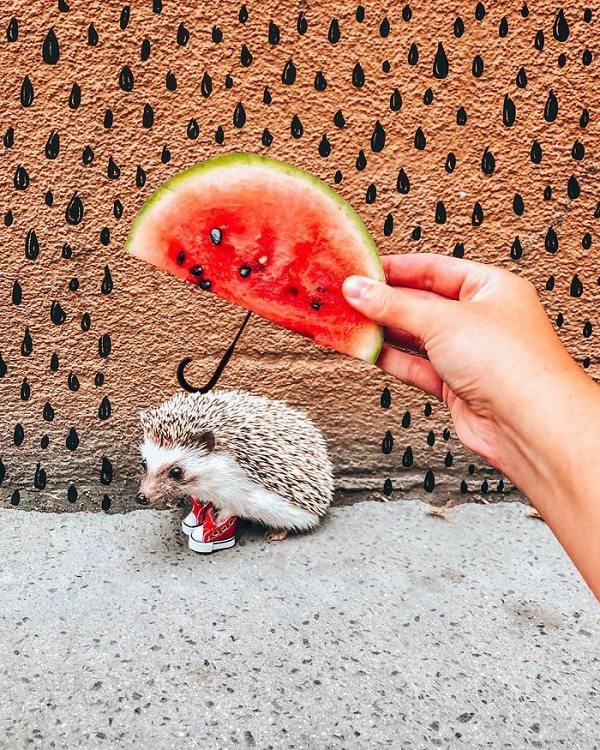 cute overload, adorable, nature, hedgehog, instagram, cat, dog, pictures, design and photography, Herbee