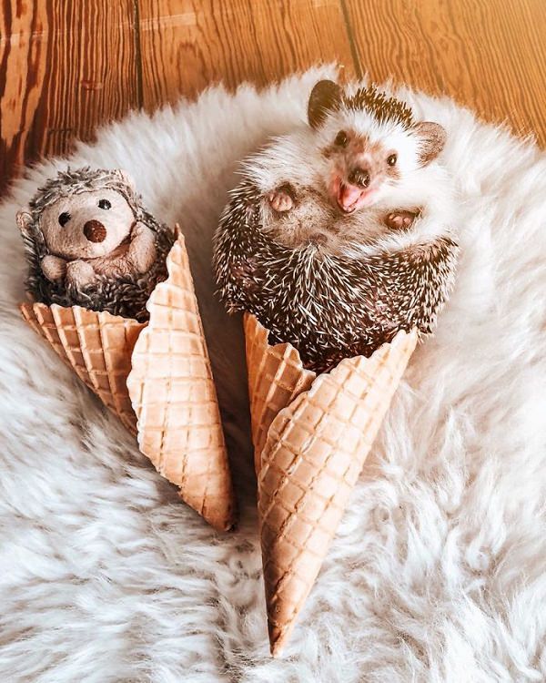 cute overload, adorable, nature, hedgehog, instagram, cat, dog, pictures, design and photography, Herbee