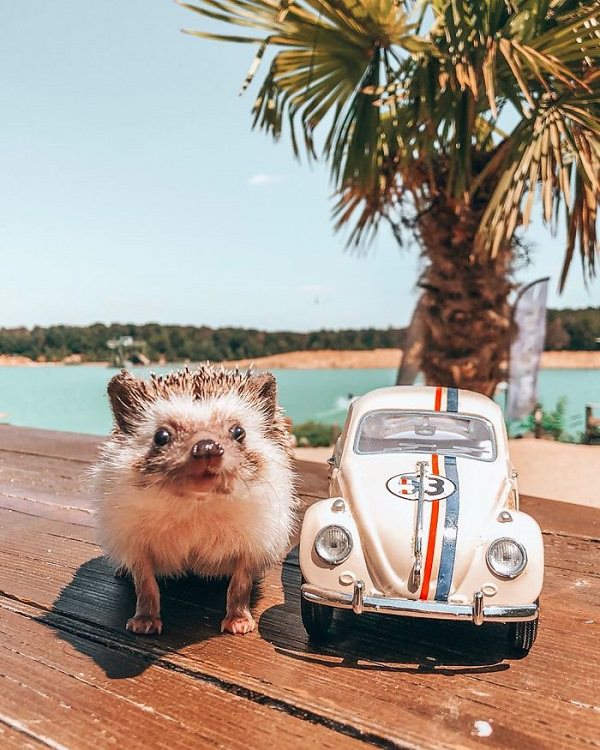 cute overload, adorable, nature, hedgehog, instagram, cat, dog, pictures, design and photography, Herbee