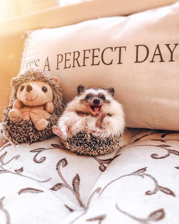 cute overload, adorable, nature, hedgehog, instagram, cat, dog, pictures, design and photography, Herbee