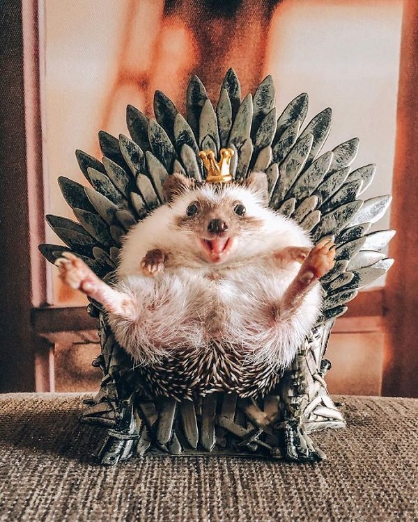 cute overload, adorable, nature, hedgehog, instagram, cat, dog, pictures, design and photography, Herbee