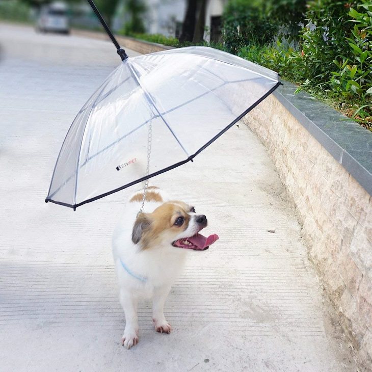 Incredible Innovative Design Ideas, a miniaturized umbrella attached to a leash specifically designed for a dog
