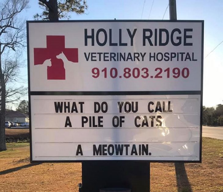 Pet Jokes found on signs outside veterinary clinics and animal hospitals, sign reading "What do you call a pile of cats? A Meowtain!", Holly Ridge Veterinary Hospital
