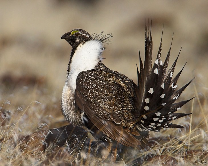 Beautiful sights and views of various mountains, peaks and wildlife in the blue ridge mountain range, And finally the lesser known Grouse (also known as the Greater Sage Grouse)