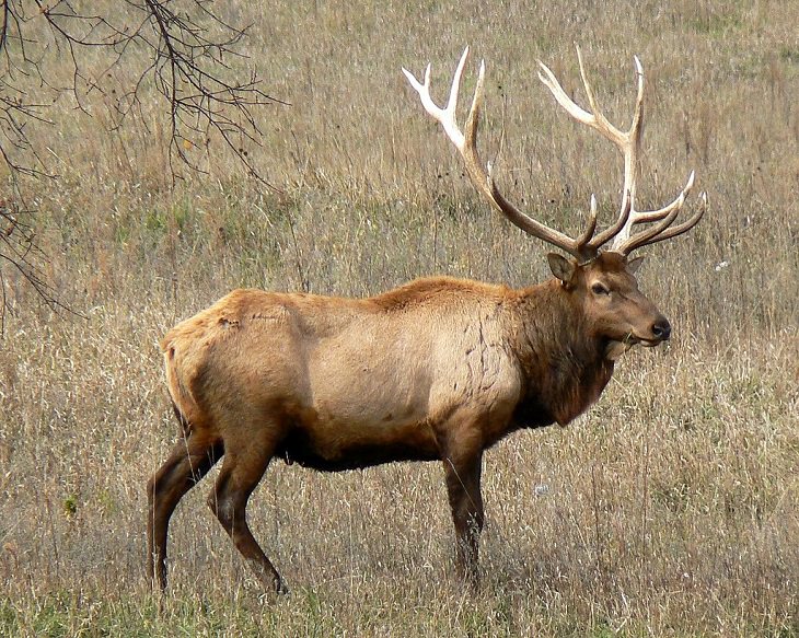 Beautiful sights and views of various mountains, peaks and wildlife in the blue ridge mountain range, The Elusive Elk from the mountains