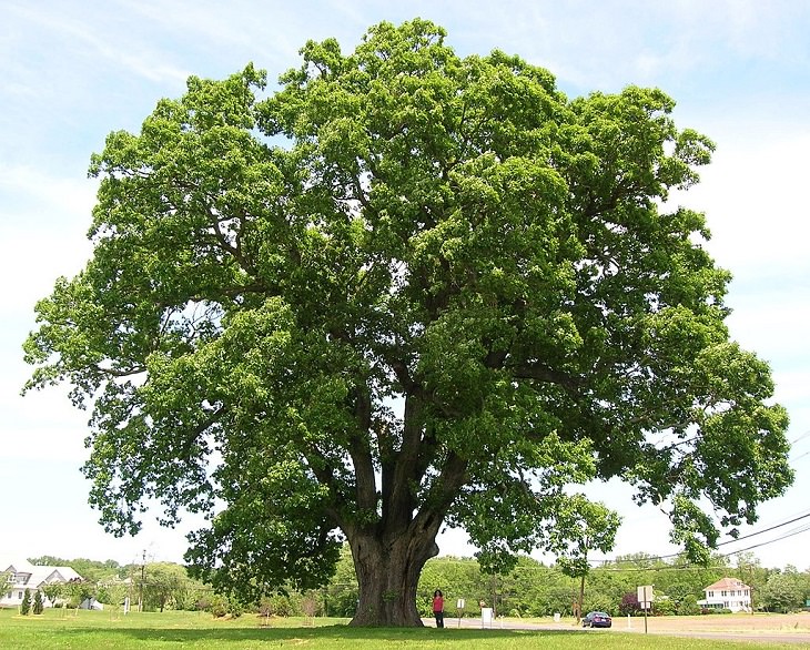 Beautiful sights and views of various mountains, peaks and wildlife in the blue ridge mountain range, Scarlet Oak (Quercus alba) among many other types of stunningly fascinating flora