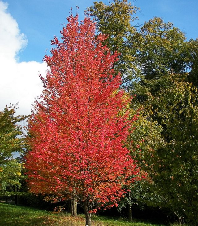 Beautiful sights and views of various mountains, peaks and wildlife in the blue ridge mountain range, red maple (Acer rubrum)