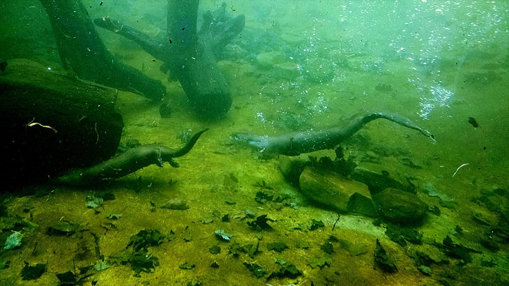 Beautiful sights and views of various mountains, peaks and wildlife in the blue ridge mountain range, Two river otters seen swimming underwater in the wildlife exhibit at Grandfather Mountain State Park, North Carolina