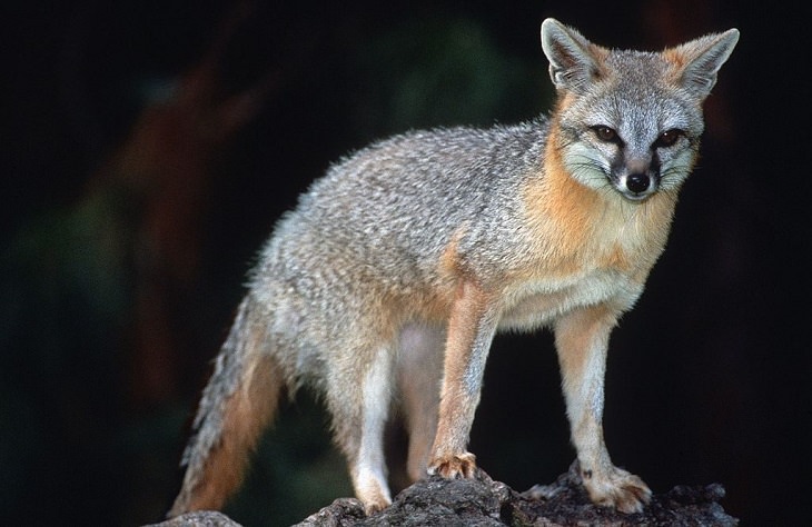 Beautiful sights and views of various mountains, peaks and wildlife in the blue ridge mountain range, The grey fox (Urocyon cinereoargenteus), a commonly seen creature in California