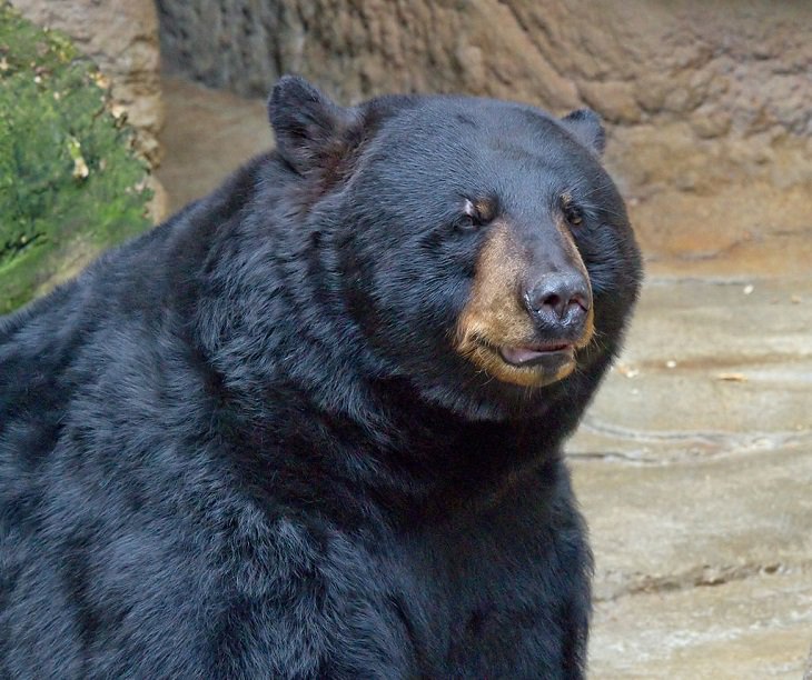 Beautiful sights and views of various mountains, peaks and wildlife in the blue ridge mountain range, American Black Bear