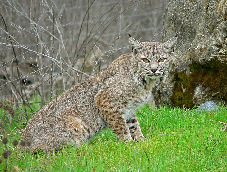Beautiful sights and views of various mountains, peaks and wildlife in the blue ridge mountain range, Bobcats (Lynx Rufus)