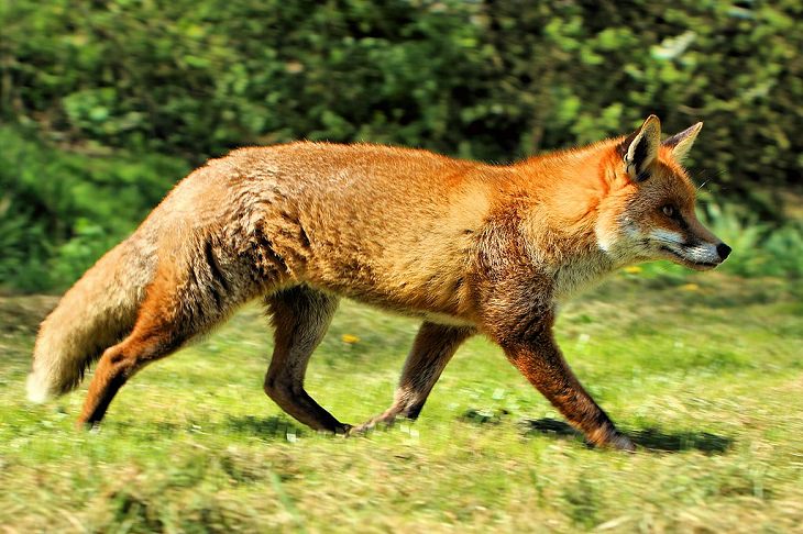 Beautiful sights and views of various mountains, peaks and wildlife in the blue ridge mountain range, It's even more common brother, the red fox
