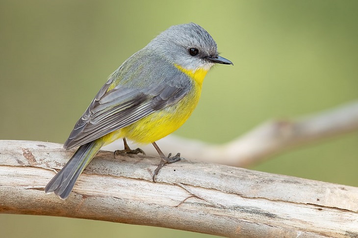 Beautiful sights and views of various mountains, peaks and wildlife in the blue ridge mountain range, The average songbird (which comes in a number of varieties)