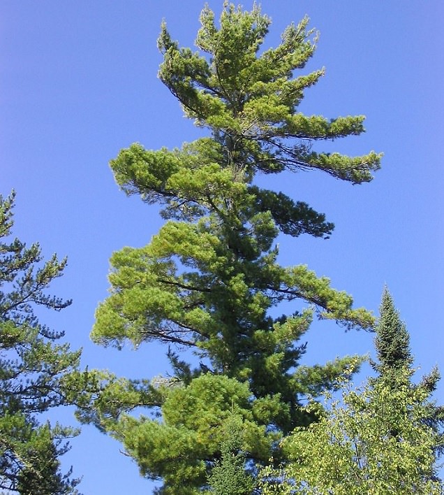 Beautiful sights and views of various mountains, peaks and wildlife in the blue ridge mountain range, White Pine (Pinus Strobus)