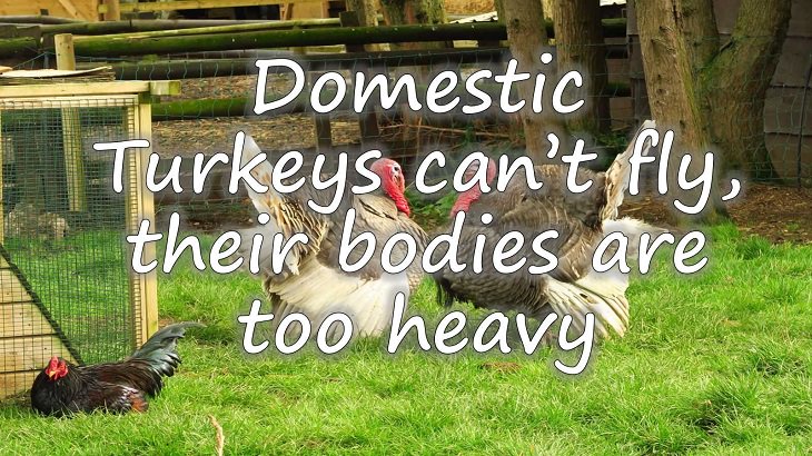 Fun facts all about turkeys for thanksgiving day, Domestic Turkeys can’t fly, their bodies are too heavy